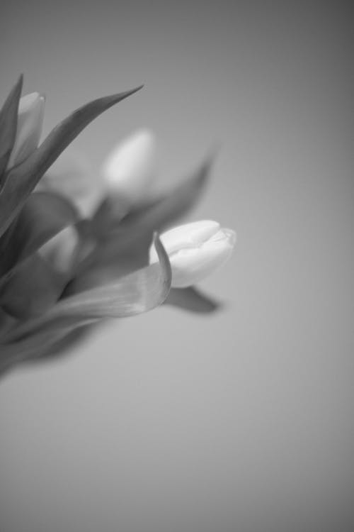 Close-Up Shot of Tulips 