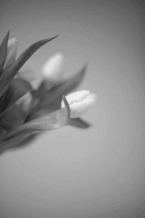 Free A stunning monochrome image of tulips in bloom with a soft focus effect. Stock Photo