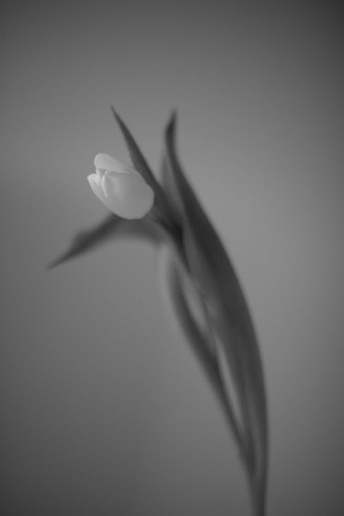Free Monochrome Photography of a Tulip Stock Photo