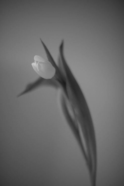 Free Grayscale close-up of a tulip in focus against a blurred background. Stock Photo