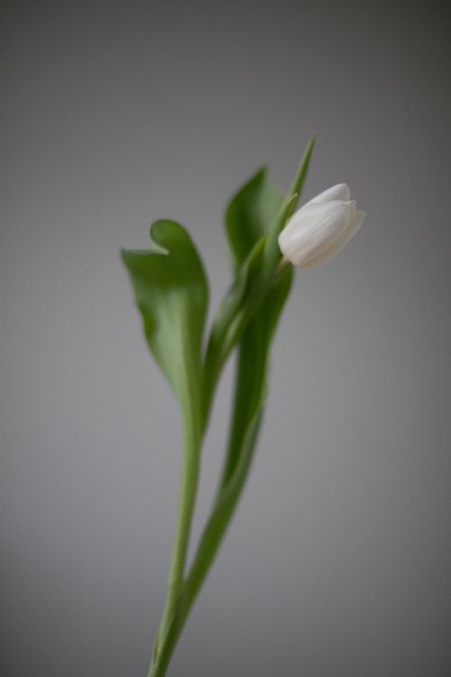 Free Close-up shot of a single white tulip with green leaves against a neutral background. Stock Photo