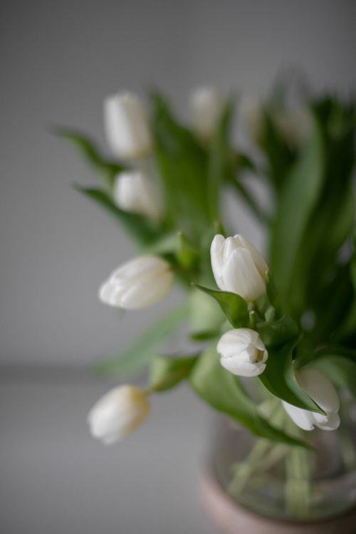 Free Beautiful close-up of white tulips in soft light, emphasizing delicate petals and vibrant greenery. Stock Photo