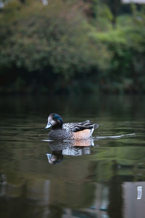 Free A serene duck gliding peacefully on a calm lake, creating a beautiful reflection. Stock Photo