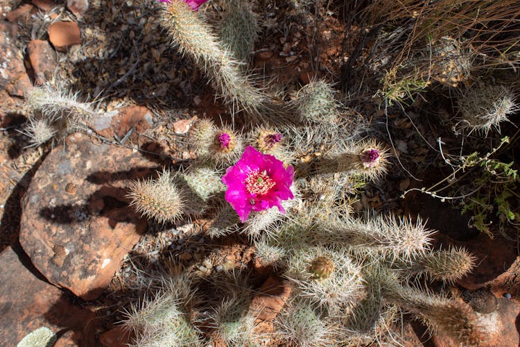 Close Up Photo Of Cactus Plant