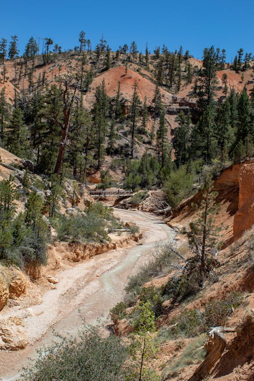 Foto profissional grátis de árvores, bryce canyon national park, colinas