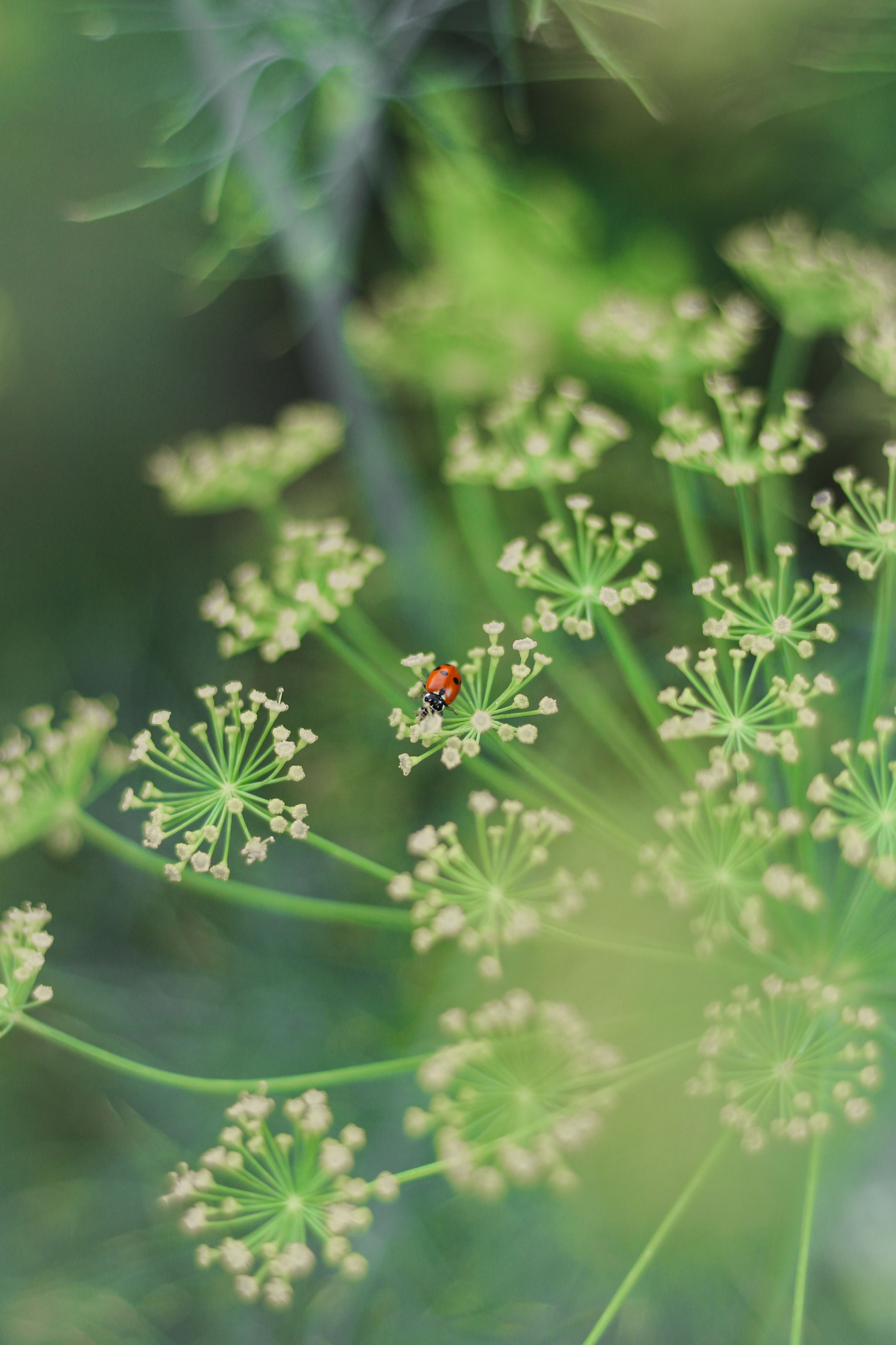 A vivid close-up of a ladybug on a lush green plant with delicate blossoms.