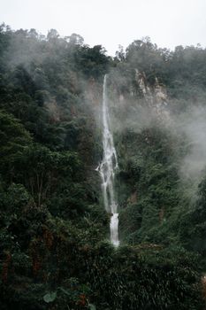 森林 风景 iPhone壁纸