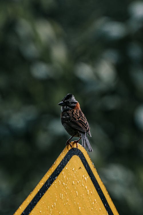Brown Bird on Yellow and Black Road Sign