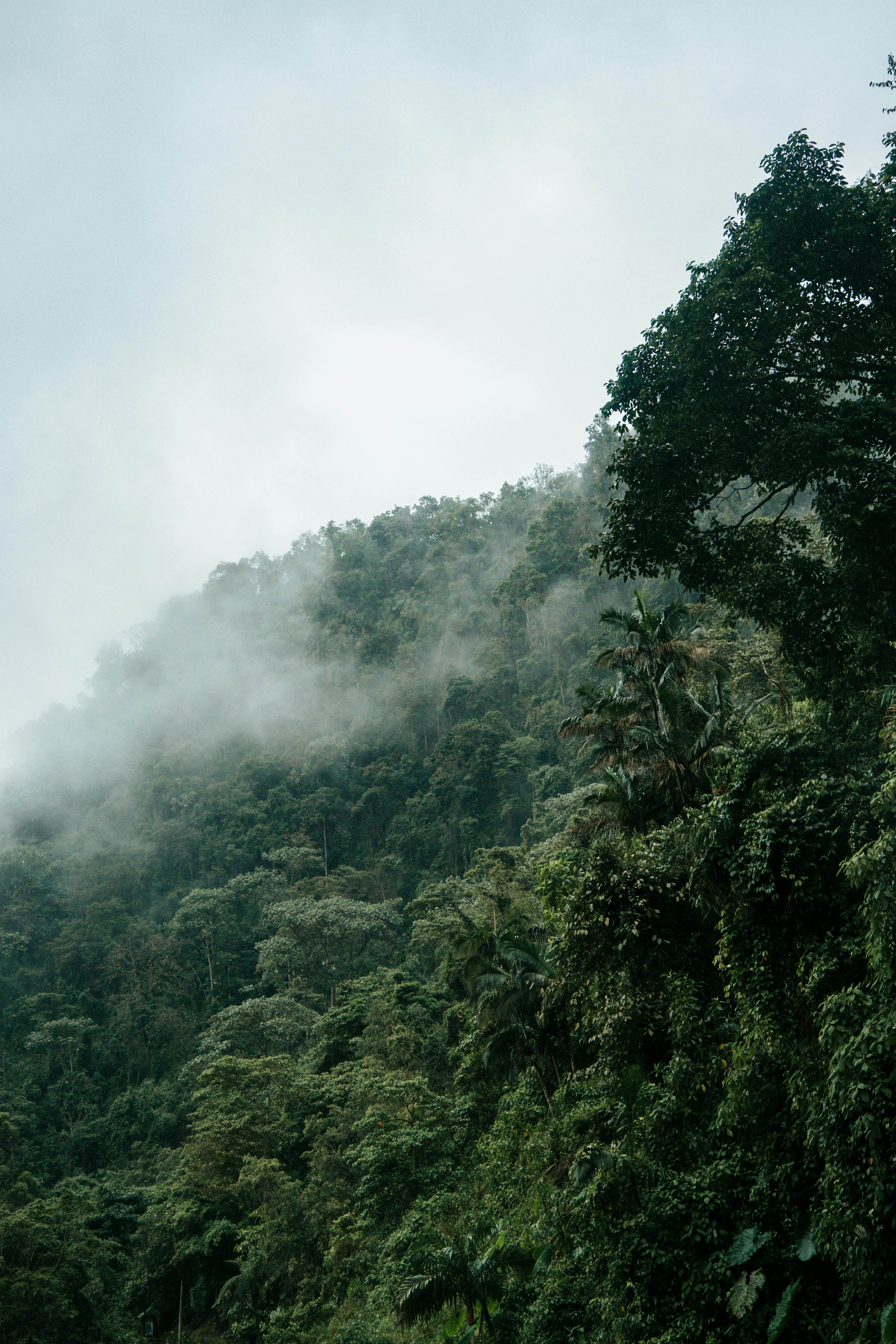 A Mountain Forest during a Foggy Day · Free Stock Photo, image size:4000x6000
