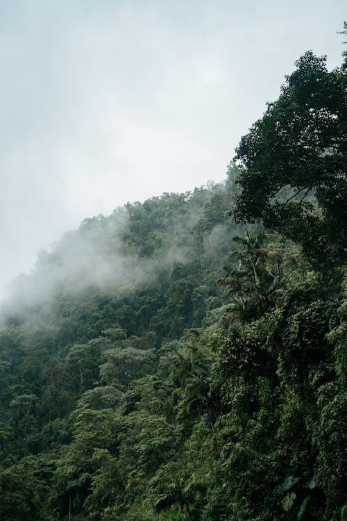 Základová fotografie zdarma na téma horský les, mlha, příroda