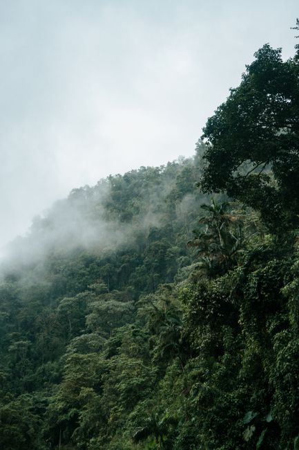Lush mountain forest shrouded in mist, showcasing dense greenery and tranquil nature.