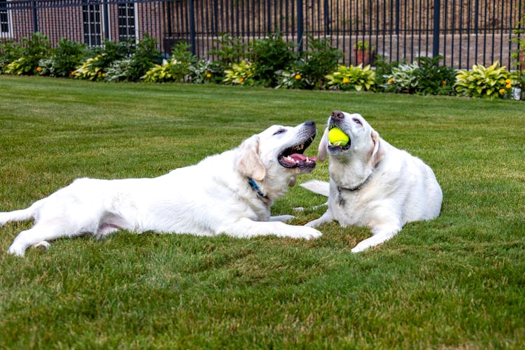 Dogs On The Grass 