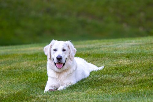 Free A smiling golden retriever lies on a vibrant green lawn in Southborough, Massachusetts. Stock Photo