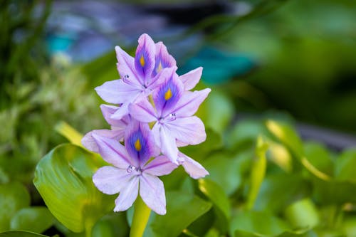 Безкоштовне стокове фото на тему «впритул, звичайний водний гіацинт, квітка»