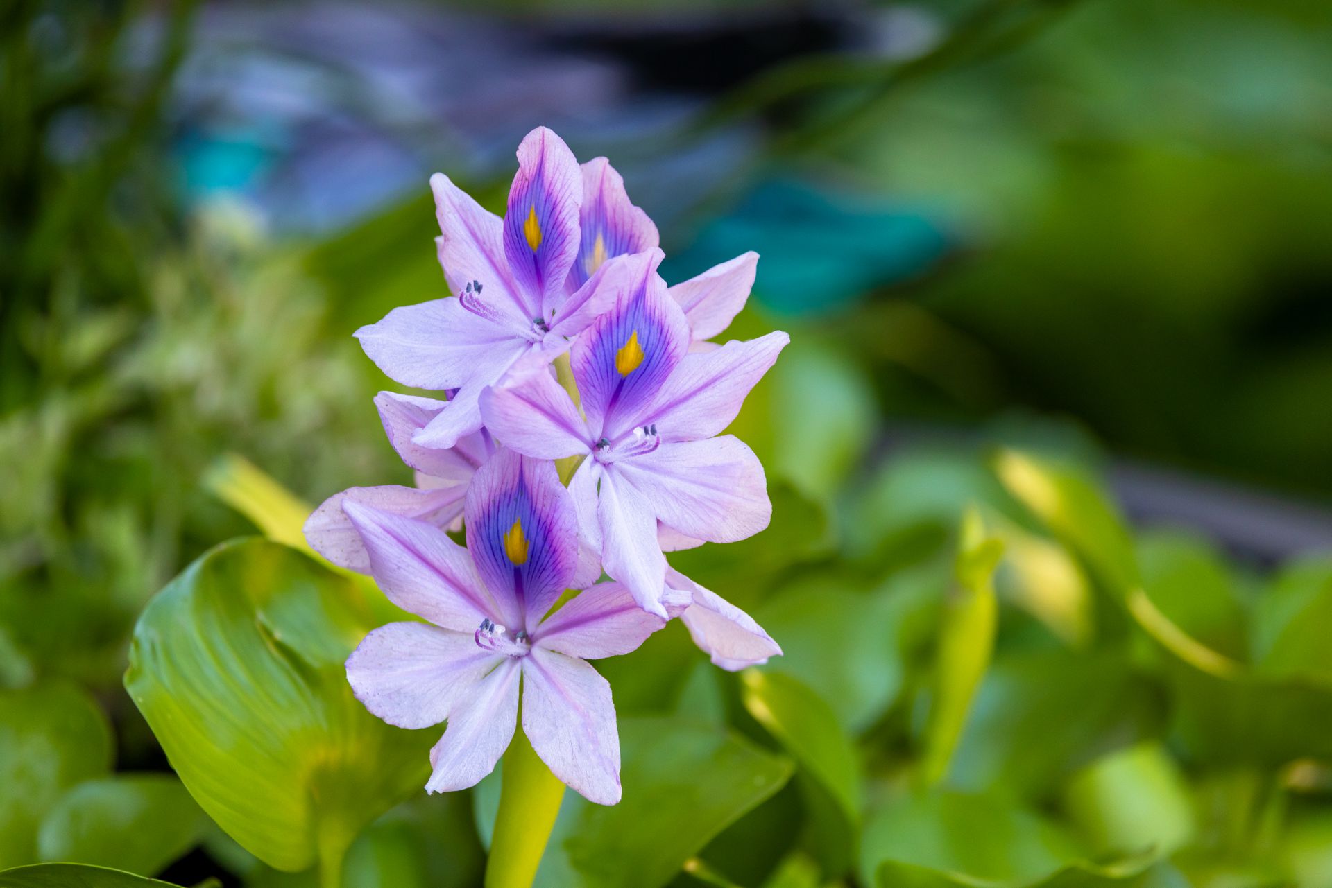 Vibrant purple water hyacinth flowers in full bloom, surrounded by lush green leaves in a serene outdoor setting.