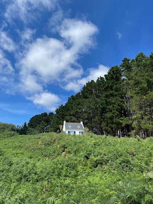 Gratis lagerfoto af blå himmel, grønne træer, hus