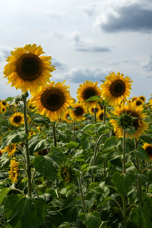 Základová fotografie zdarma na téma flóra, kvést, květ