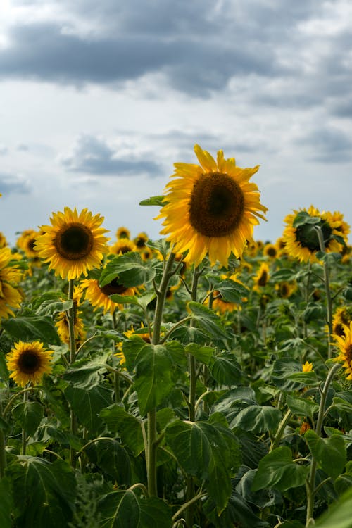 Darmowe zdjęcie z galerii z flora, fotografia kwiatowa, kwiat