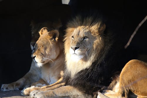 Free Lion family Stock Photo