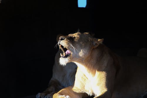 Free Lioness Stock Photo