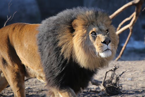 Photo of a Lion