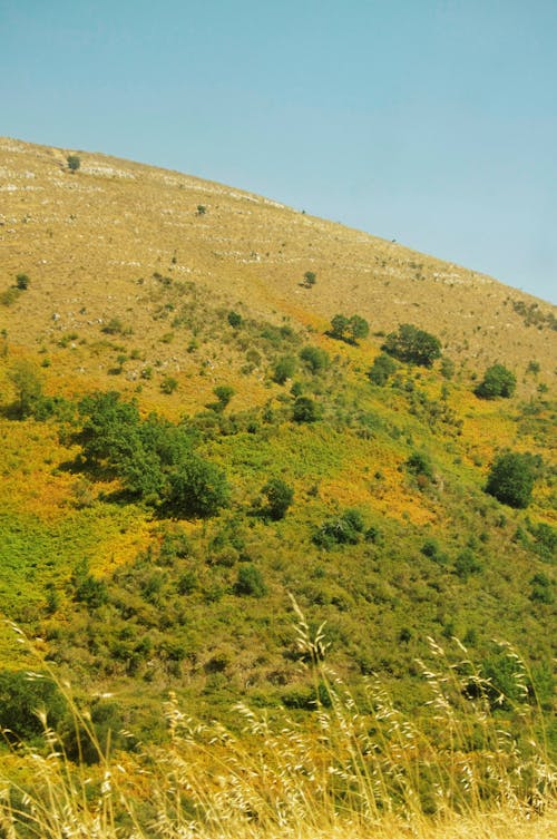 Photo of a Hill Covered with Grass and Bushes