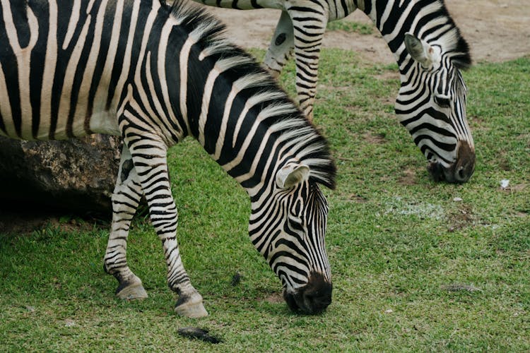 Zebra Eating Grass