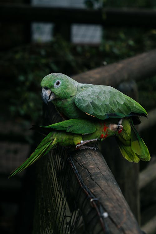 Green Birds on Brown Tree Branch