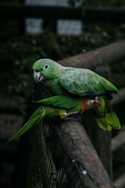 Two vibrant green parrots perched on a wooden railing in a natural setting.