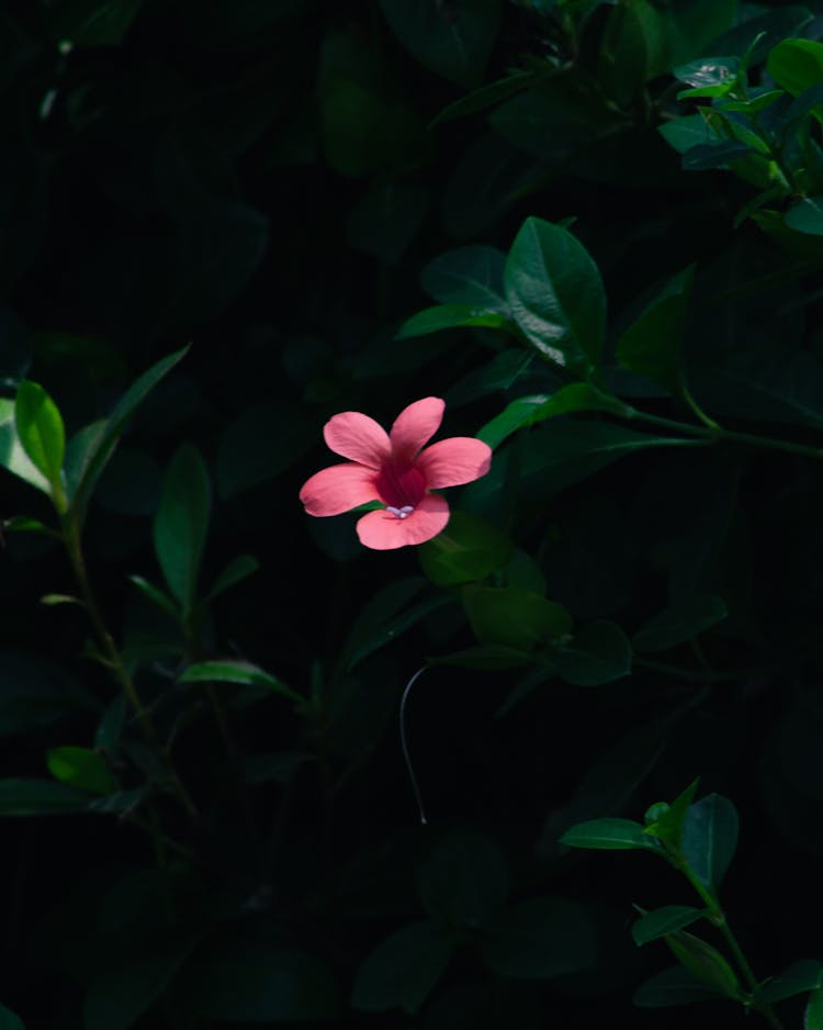 A Barleria Flower In Bloom