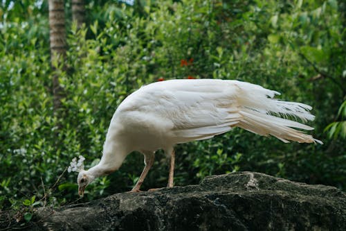 Základová fotografie zdarma na téma bílý pták, detail, fotografování zvířat