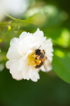 Close-up of a bee pollinating a white flower outdoors on a sunny day.