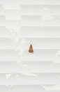 Brown Moth on White Window Blinds