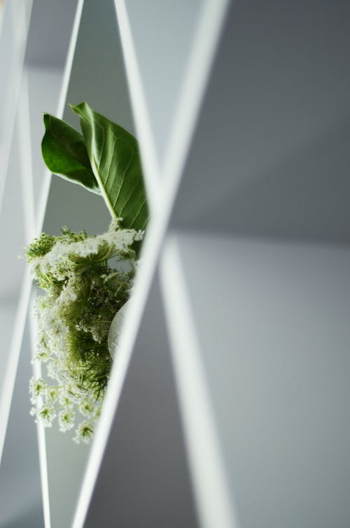 White Flower with Green Leaves on the Shelves
