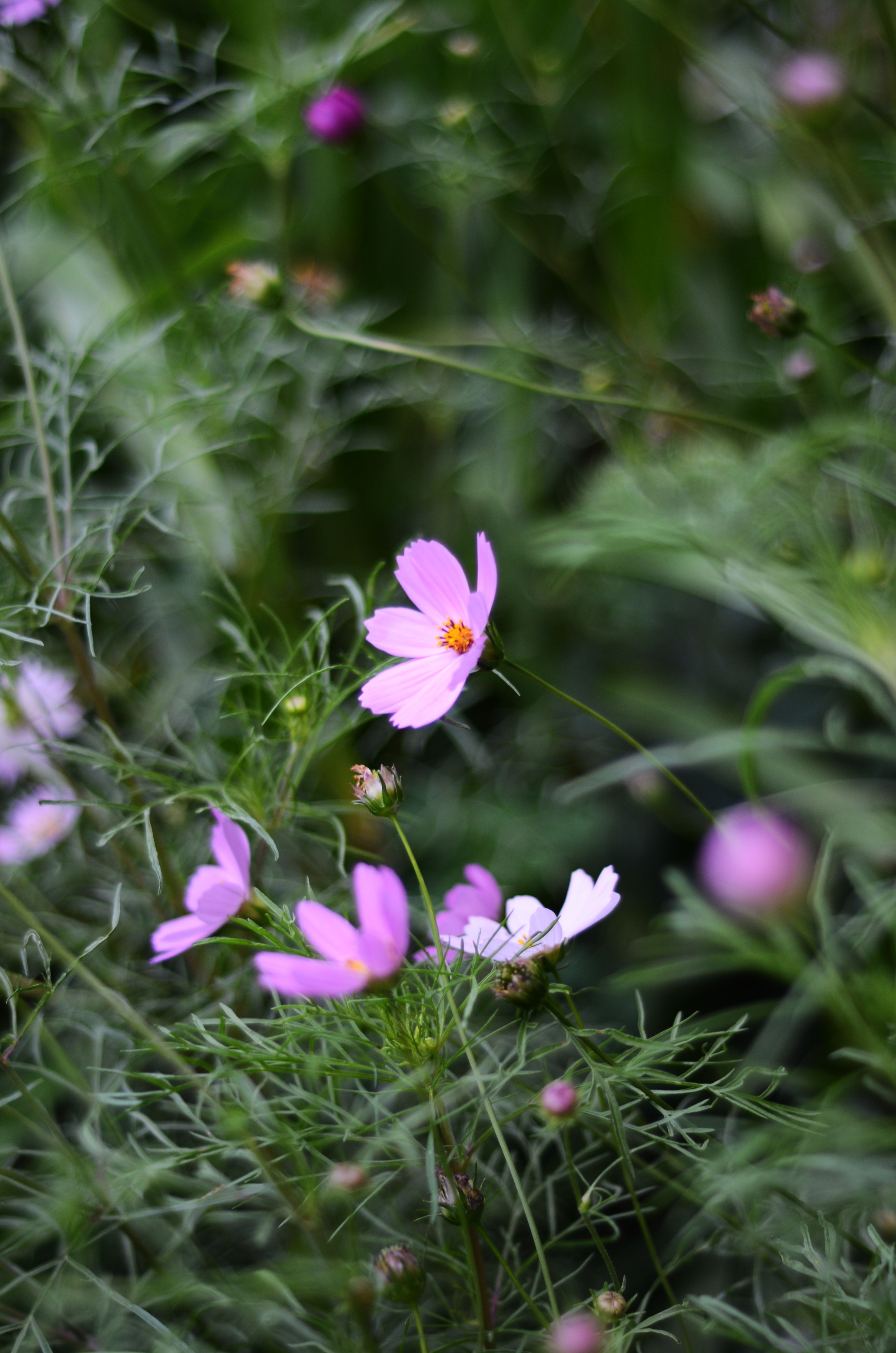 Purple Flowers in Close Up Photography · Free Stock Photo