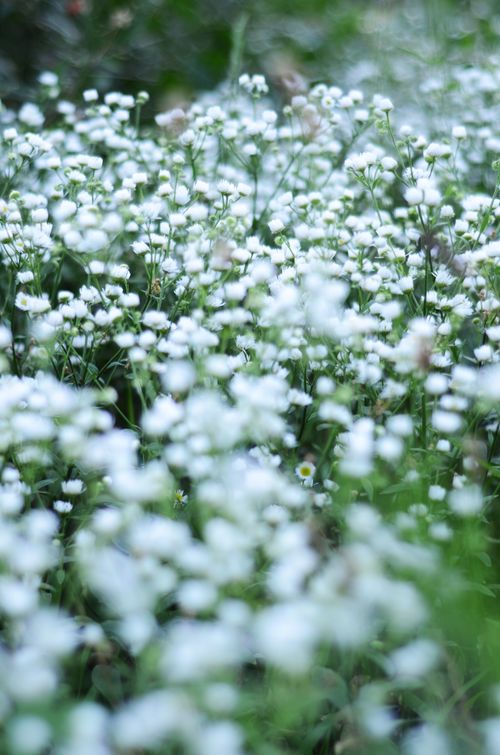 Free A tranquil image of blooming white flowers in a lush green field, showcasing nature's beauty. Stock Photo