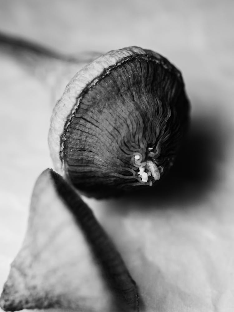 Flower Bud In Close Up Shot