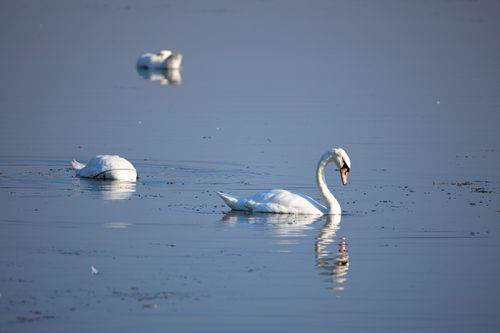 Free Peaceful image of white swans gracefully floating on a serene water surface. Stock Photo