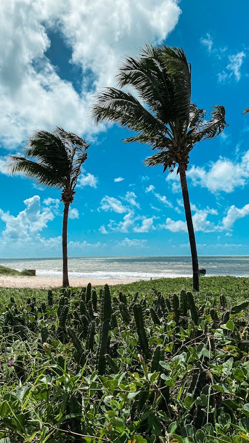 Coconut Trees Under the Blue Sky