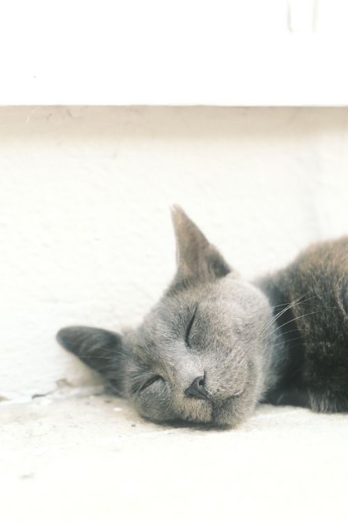 Free A serene gray cat lies peacefully asleep on a light-colored floor indoors. Stock Photo