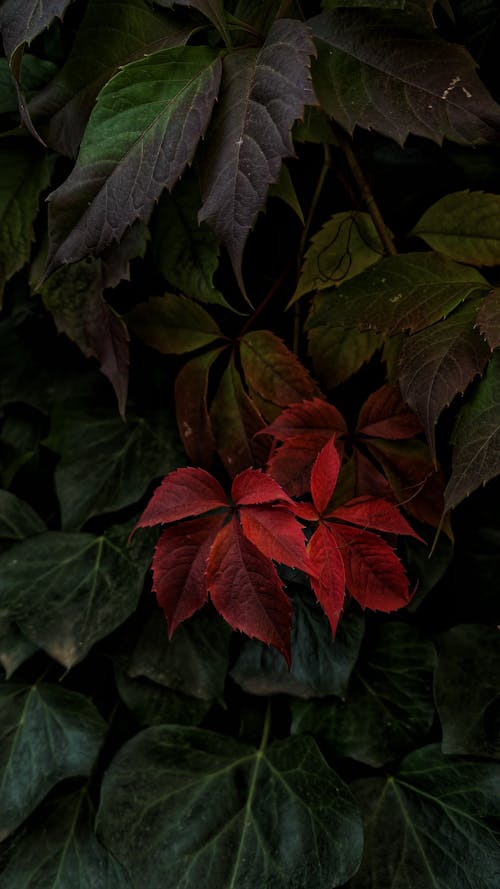 Plants with Red and Green Leaves 