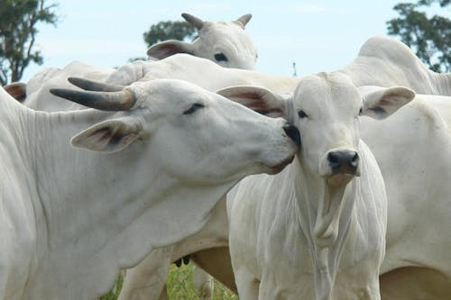 White Cows in Close Up Shot