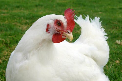 免费 動物, 家畜, 母雞 的 免费素材图片 素材图片