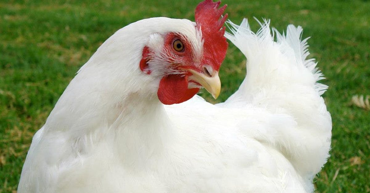 How to butterfly a chicken breast for stuffing
