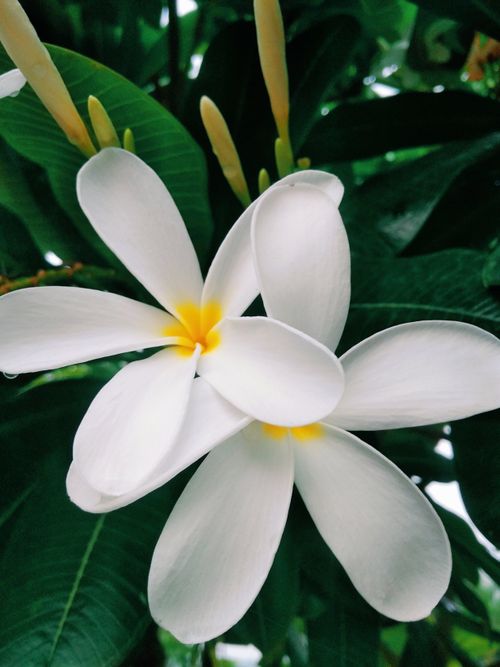 Free Beautiful close-up of white plumeria flowers in full bloom, showcasing their delicate petals. Stock Photo