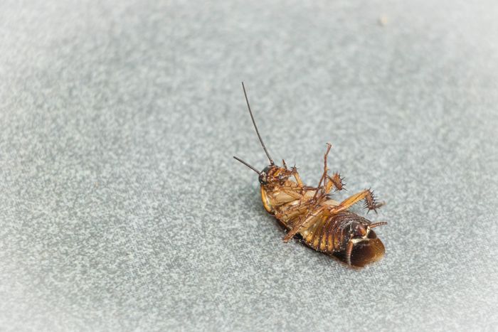 Close-up photograph of a cockroach