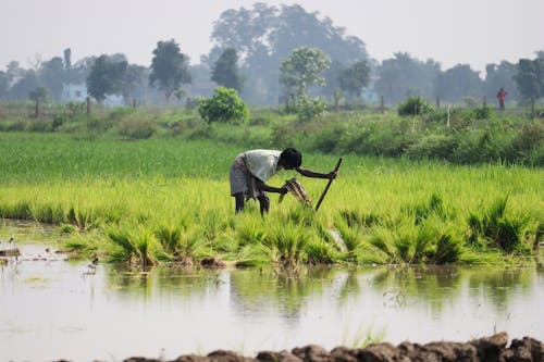 Fotobanka s bezplatnými fotkami na tému farmár, poľnohospodárstvo, ryža paddy