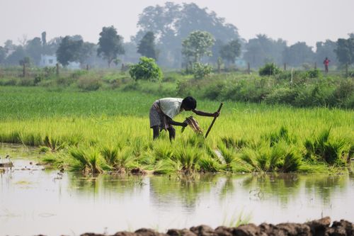 Free A farmer is toiling in a lush green rice paddy field in Sundargarh, Odisha, India. Stock Photo