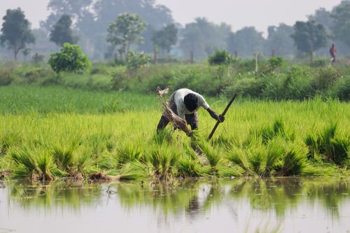 Free A dedicated farmer tending to a vibrant rice paddy in Sundargarh, Odisha, India. Stock Photo