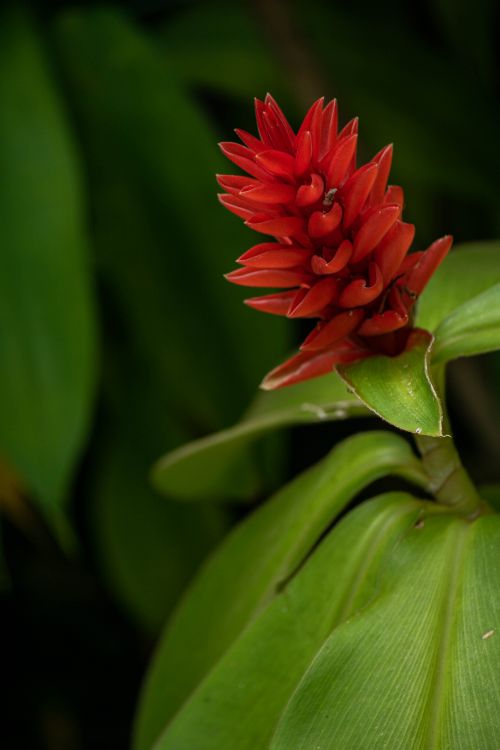 Free Close-up of vibrant red Costus barbatus flower with lush green leaves, perfect for floral photography. Stock Photo